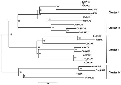 Molecular Cloning and Functional Analysis of a Na+-Insensitive K+ Transporter of Capsicum chinense Jacq